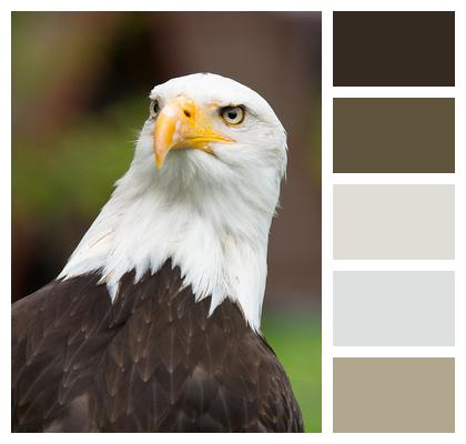 Eagle Raptor Coat Of Arms Of Bird Image